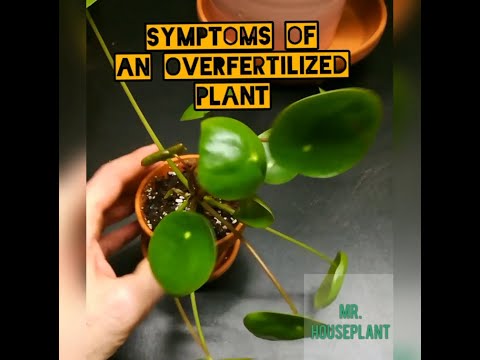 تصویری: چگونه از لقاح بیش از حد در گیاهان آپارتمانی جلوگیری یا درمان کنیم