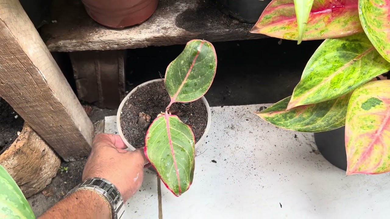 Aglaonemas e novo substrato!