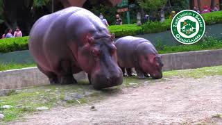 Nacen 4 tigres bengala en Zoológico en Guadalajara 🐋 | Los animales del Zoológico de Guadalajara🦒🦛🦚