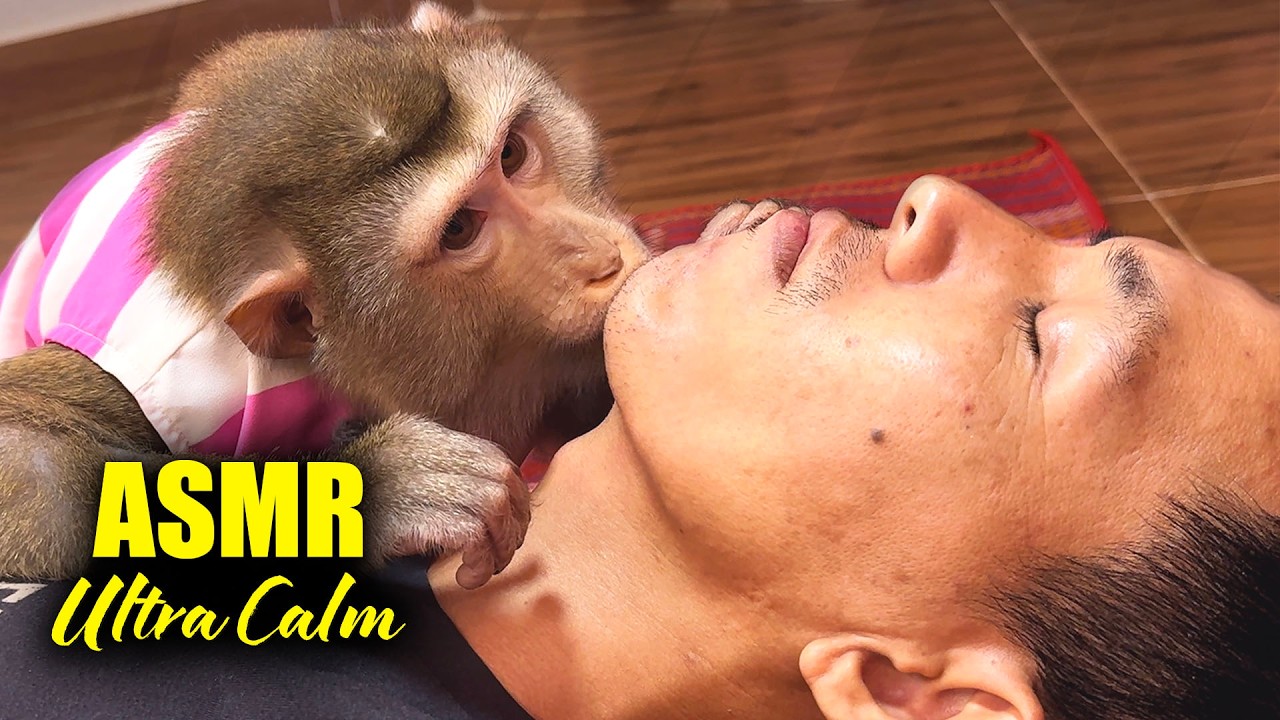 ASMR For People Who NEED Sleep | Ultra Calm Monkey Face Grooming (No Talking)