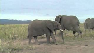 Elephant families attend a stillbirth