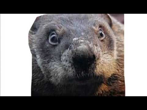 sonnerie marmotte sonnerie marmotte