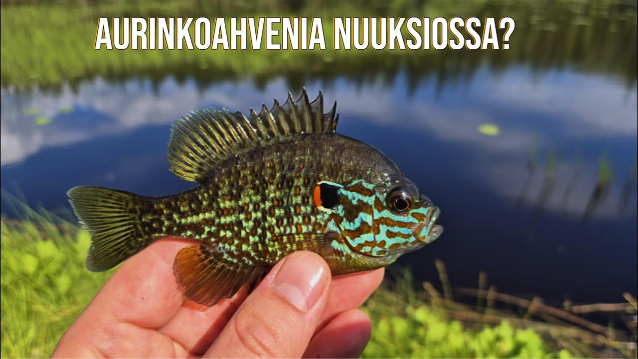 Espoosta löytyi lampi täynnä aurinkoahvenia!