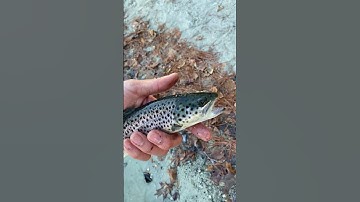 the most ethical way to kill a fish