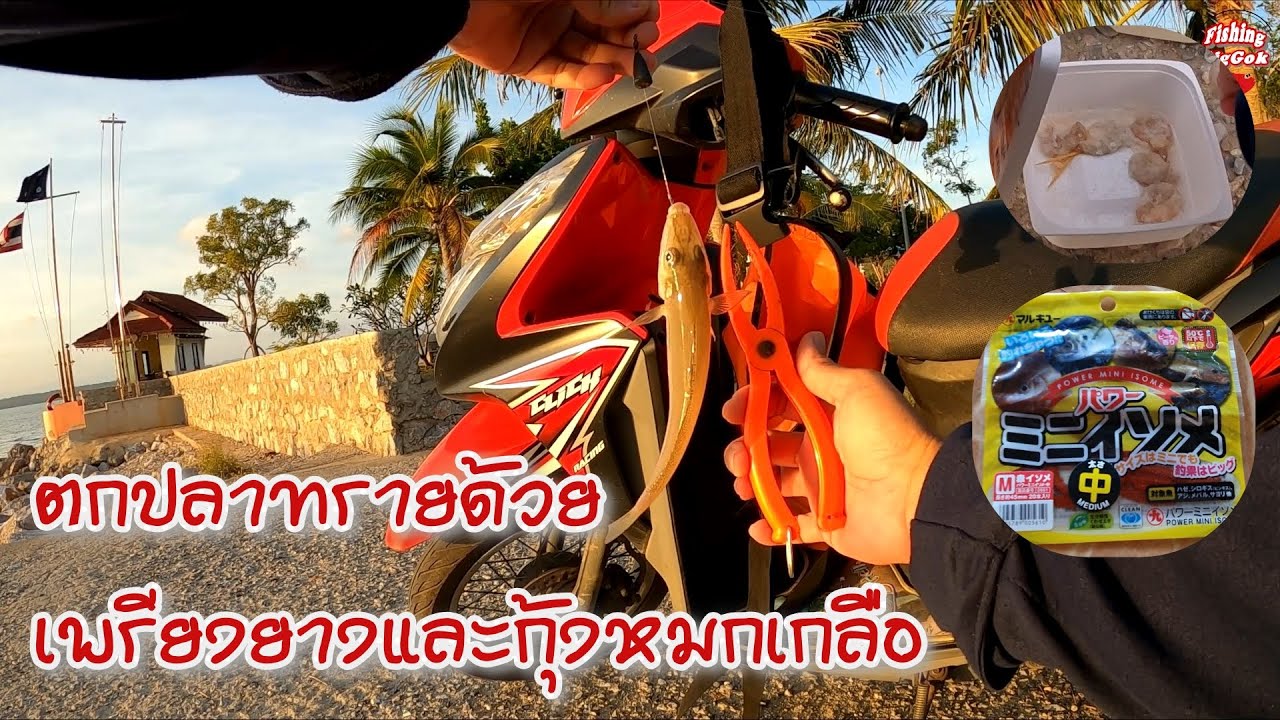 ทดลองตกปลาทรายด้วยเพรียงยางและกุ้งหมกเกลือ