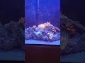 Cruisin Nems #reeflife #anemone #clownfish