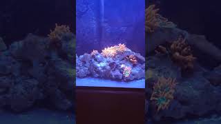 Cruisin Nems #reeflife #anemone #clownfish