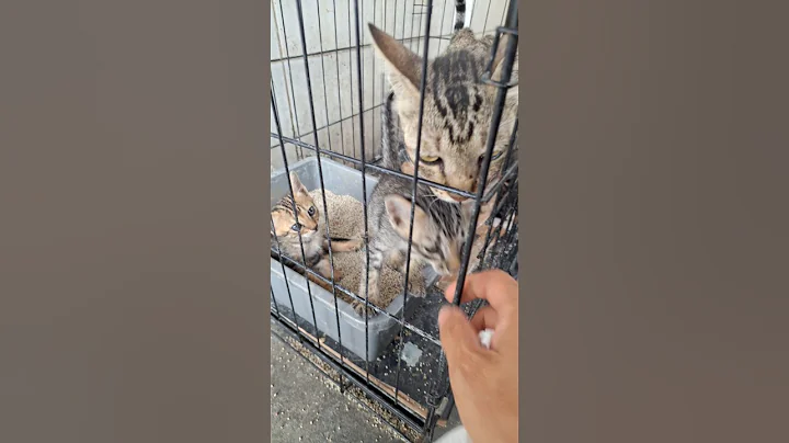 Watch the video about Chubby kitten #cat #kitten #catlife #catvideos #cutekittenmeowing #cute