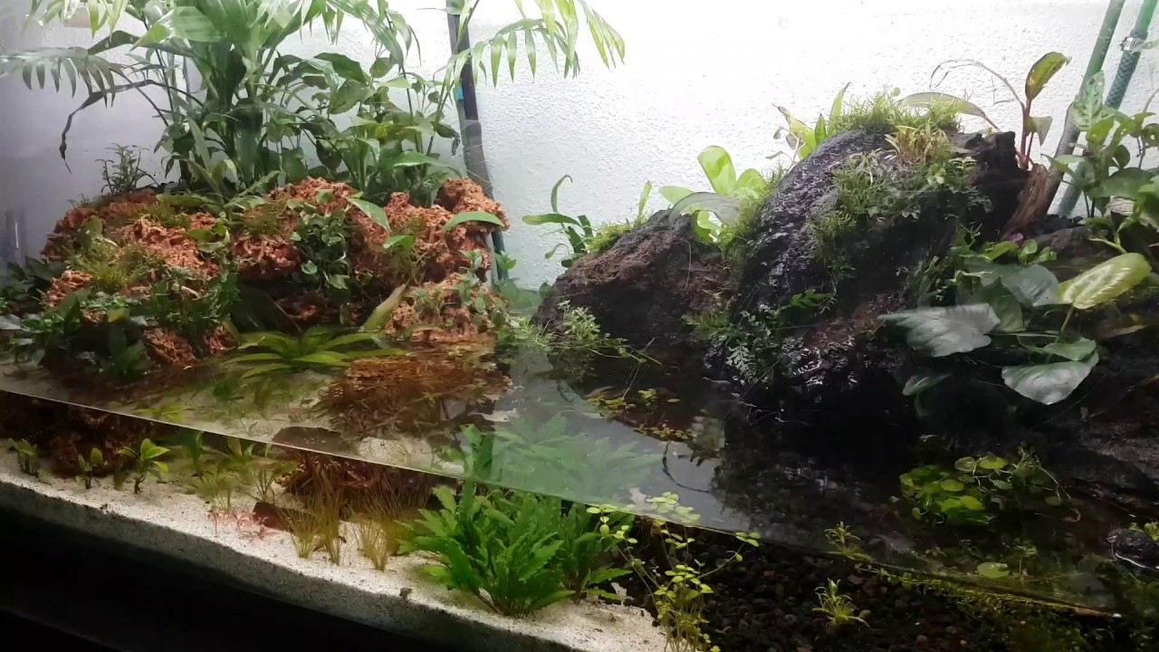 Paludarium 150*60*60cm 24.12.2016