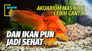 Download Lagu SUBSTRAT DAN MEDIA TERBAIK UNTUK AKUARIUM IKAN MAS KOKI | AKUATIK7 MP3