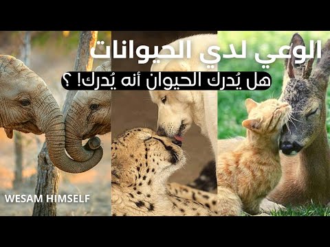 فيديو: النقل عن بعد - الواقع: ما وراء الخيال العلمي