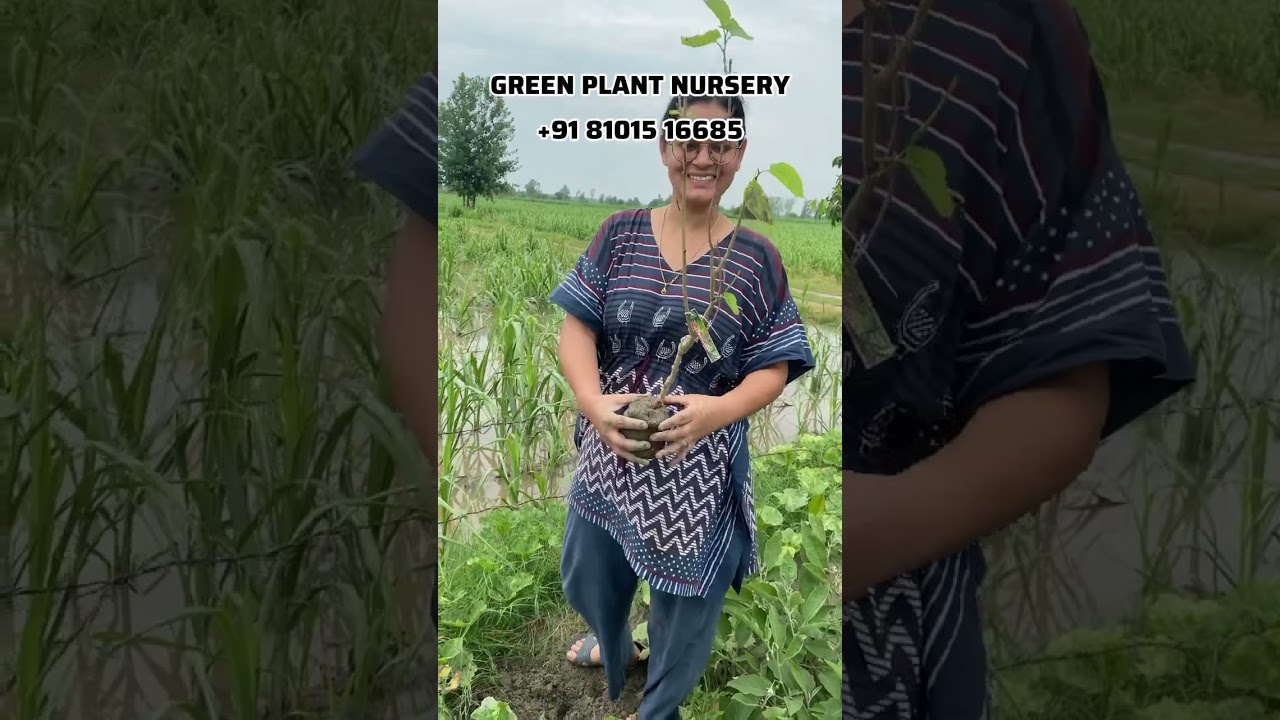 Best time to plant a fruit garden !