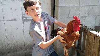 Afternoon Farm Chores ~ Breeding Freedom Ranger Chickens