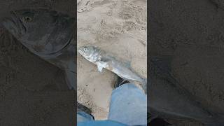 Fishing for BLUEFISH - She’s a Keeper!!! #bluefish #fishingfunny #surfcasting #girlfriendroleplay