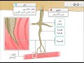 Respiration Insecte التنفس عند الحشرة 