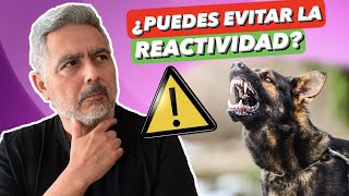 ¿Por qué los PERROS son REACTIVOSAGRESIVOS? ➡ La IMPORTANCIA de ser su GUÍA!