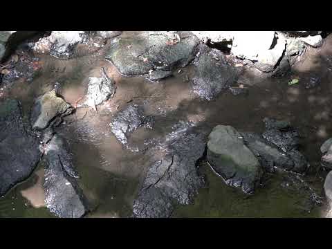 プラタナス の 花