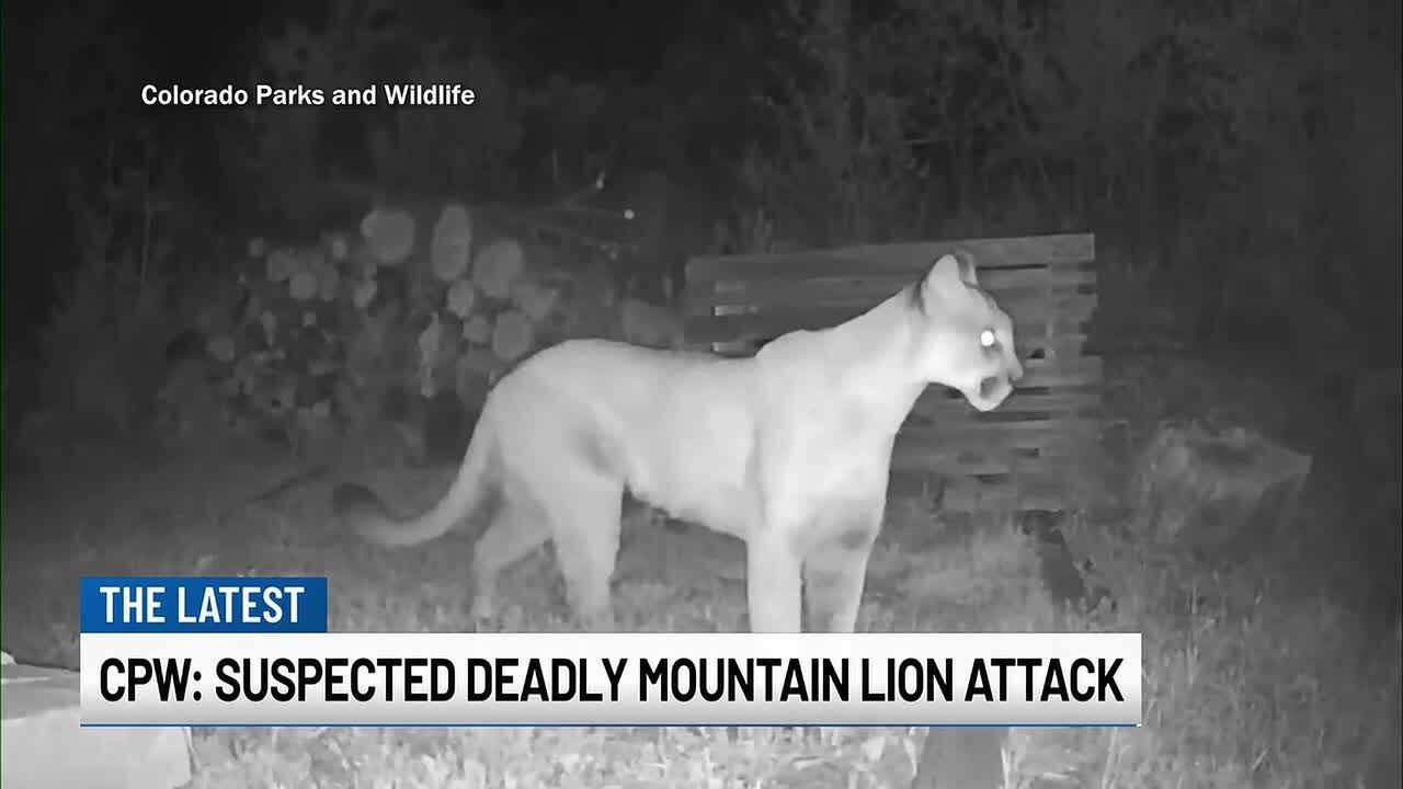 CPW issues mountain lion reminder after suspected fatal attack - YouTube