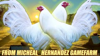 Super White Kelso Bobeye - From Michealhernandez Gamefarm