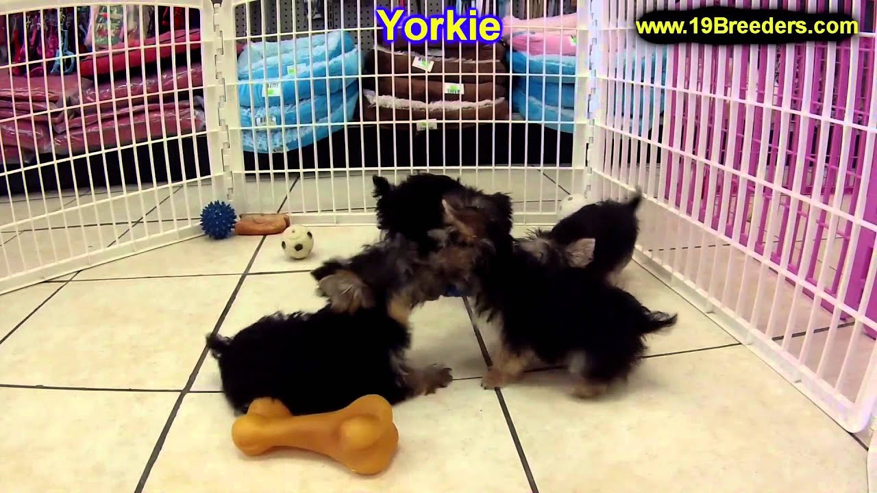 Yorkshire Terrier, Puppies, For, Sale, In, Kearney, Nebraska, NE