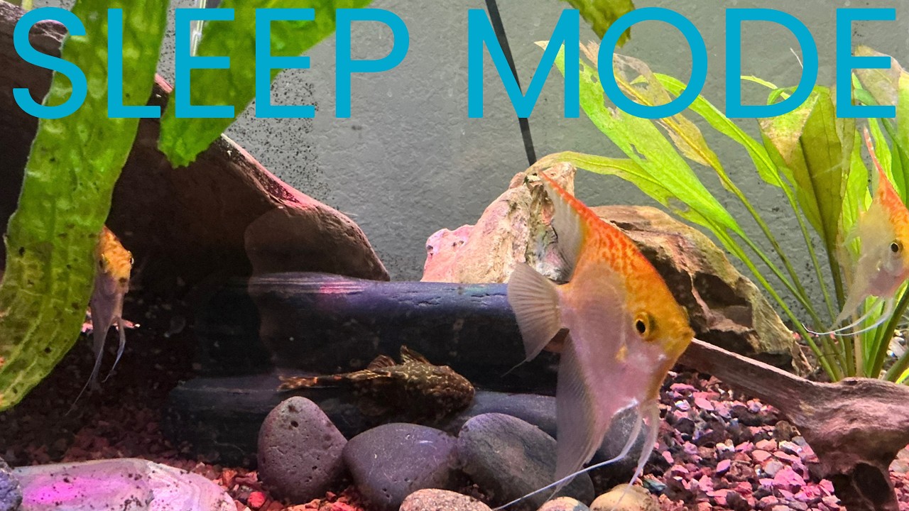 Warm Relaxing Aquarium - Calm Fish Tank Ambiance (30 Minutes, No Music ...