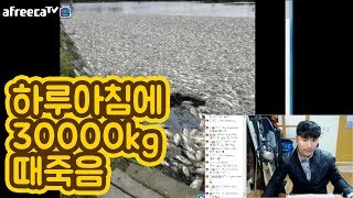 하루아침에 물고기 30000kg이 때죽음을 당했다... 대체 왜? - [대륙남]