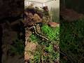 Salamandra salamandra bernardezi