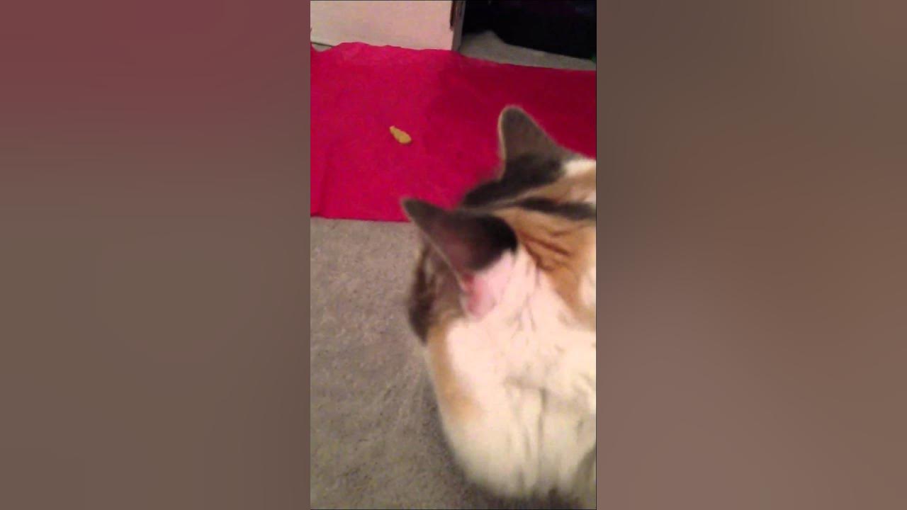 Cat puking YouTube