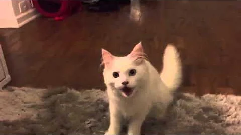 Watch the video about White Maine Coon Kitten