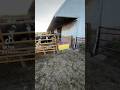 Steer beating up the barn door