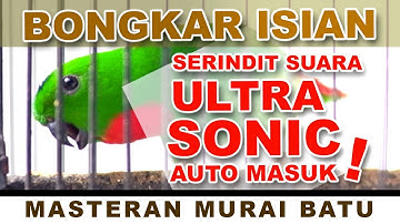SERINDIT SUARA ULTRASONIC BONGKAR ISIAN #serindit #kicaumania #muraibatu #masteranburung #bird