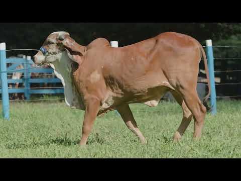 LOTE 16   ISABELITA FIV DO BASA   BASA 3133