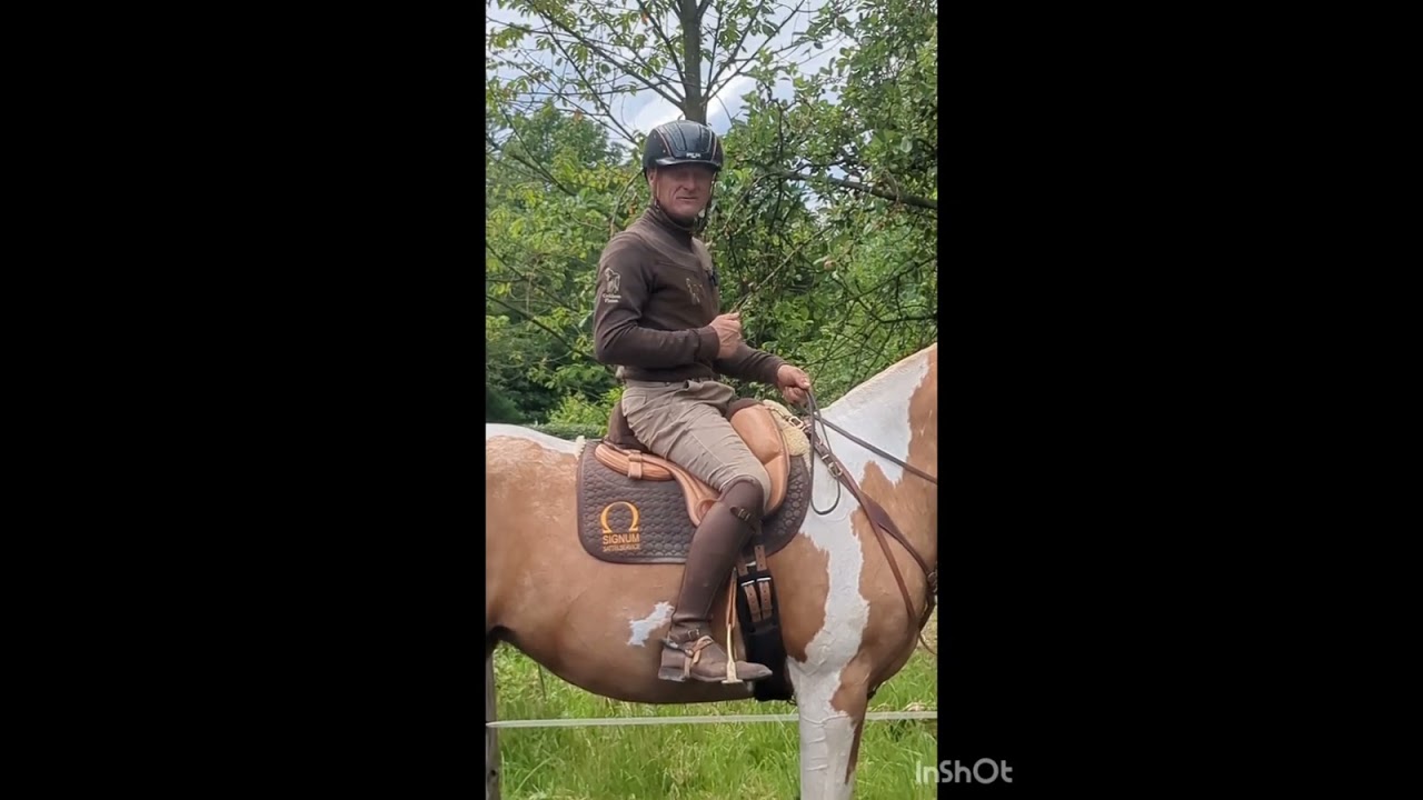 Golden Pinto Concept Kurzerklärung Treibende Hilfen