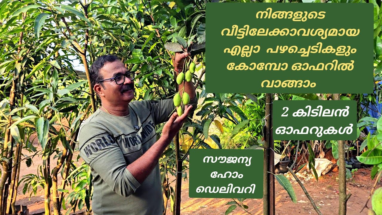 കായ്ച്ചു തുടങ്ങിയ പഴച്ചെടികൾ കോമ്പോ ഓഫറിൽ വീട്ടിൽ എത്തിച്ചു തരുന്നു  // Combo offer for fruit plants