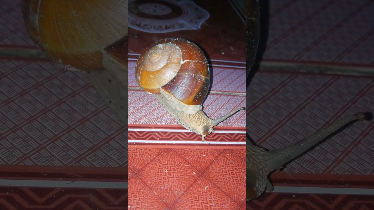 Cute Snail Animal show. 