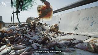 Discarded: Fishers’ Perspectives on Hidden Overfishing in the EU