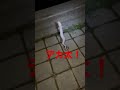 【都内ウナギ釣り】良型連発！？仕事終わりにサクッとウナギ釣りした結果‥