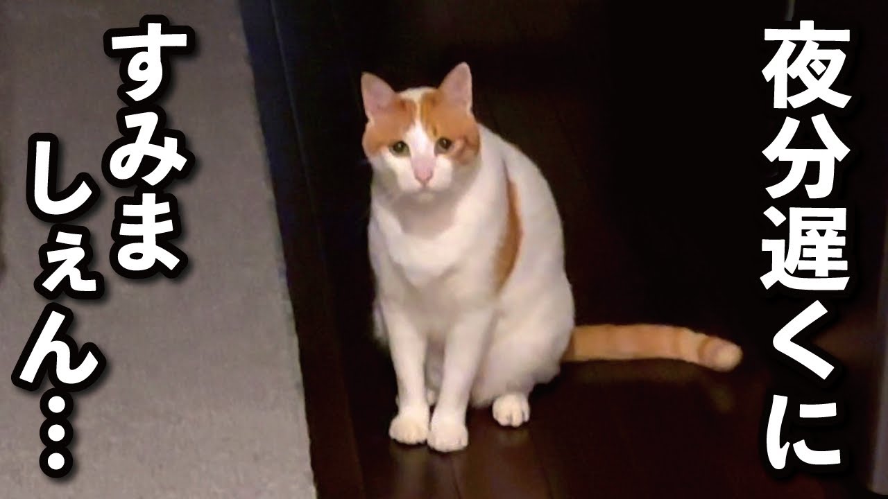 あほねこ hq720.jpg?sqp=-