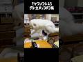 体重40キロ超大型犬による飼い主ボコボコショー　#グレートピレニーズ #greatpyrenees #大型犬
