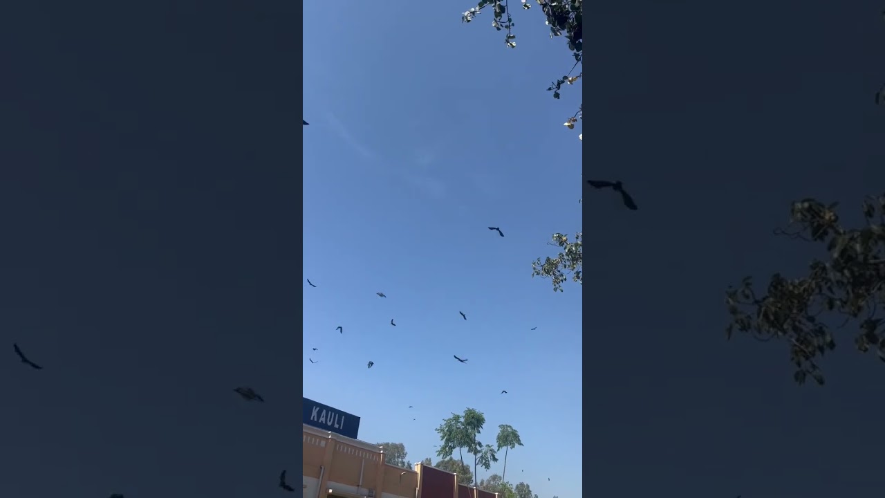 7 crows flying # crow