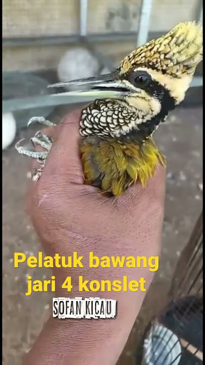pelatuk bawang jari 4 konslet