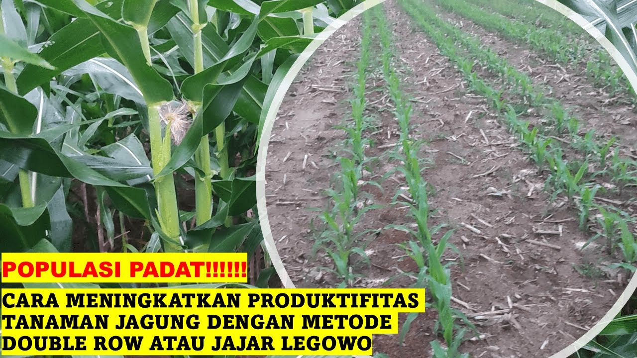 Cara Meningkatkan produksi Jagung Dengan Metode Tanam Jajar Legowo atau Double Row