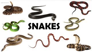 A-Z SNAKE NAMES