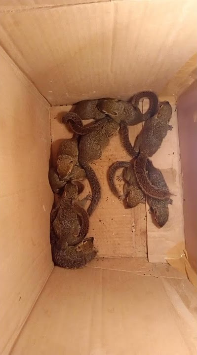 jual tupai kelapa murah