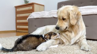 Cute Puppy Tries to Make Friends with Golden Retriever