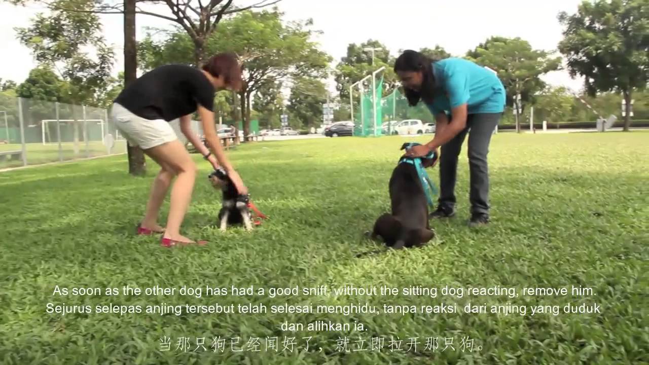 Dog 101 Management Tips Topic 16 - The Right Way To Make Dog To Dog