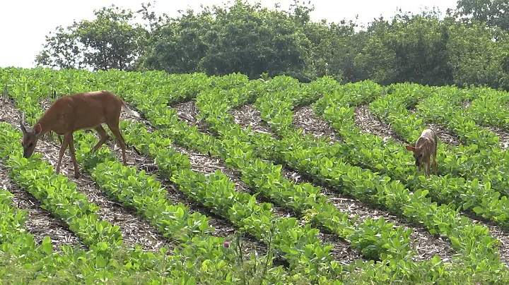 Mama Deer with Fawn