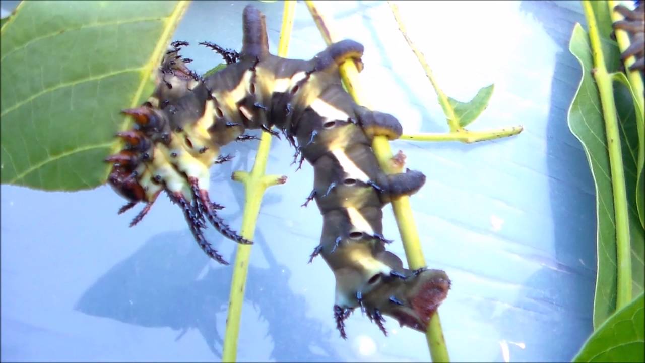HORNED DEVILS!  Big caterpillars of Citheronia regalis!