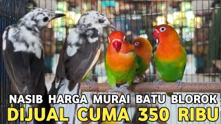 Download Lagu MURAI BATU BLOROK DULU PALING MAHAL SEDUNIA || SEKARANG PALING MURAH DI PASAR BURUNG PRAMUKA  MP3