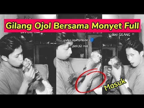 Vidio Gilang Ojol Sama Monyet Di Sofa, Full Vidio Gilang Ojol,